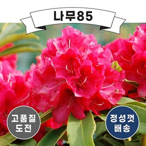 (나무85) 만병초 포트(무병장수 기원)