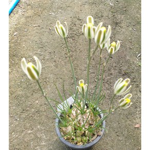 [수암다육] 알부카 폴리필라 랜덤발송 Albuca polyphylla 다육 다육이 다육식물 633