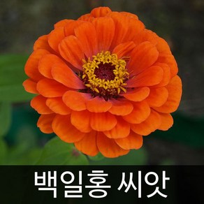 백일홍 씨앗 꽃씨앗 꽃 종자 토종 야생화 100알