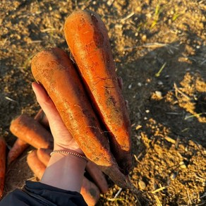 헤이팜팜 제주 구좌 당근 국내산 흙당근 못난이 주스용 2키로 3키로 5키로 친환경, 1박스, 못난이 3kg