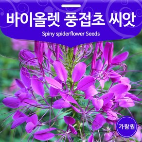 바이올렛 풍접초 씨앗 족두리꽃 씨앗 꽃씨 종자 50알, 1개