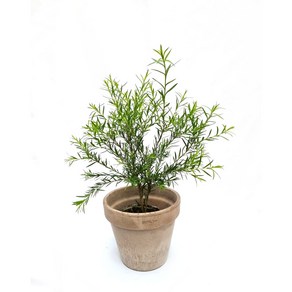 티트리 나무 멜라루카 앨터니폴리아 Melaleuca alternifolia 인테리어식물 플랜테리어 공기정화식물 티트리나무 서비내 무호화훼