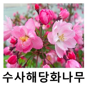 해당화나무 묘목 수사해당화 접목1년 2주묶음, 1개