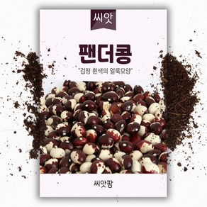 팬더콩 씨앗 (30g) 얼룩이콩