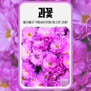 과꽃 씨앗 300립 세계종묘 종자 모종 씨 꽃씨 야생화 혼합종 당국화, 1개
