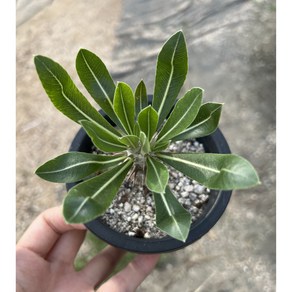 [러브피오니다육] 파키포디엄 덴시플로럼 Pachypodium densifloum 아프리카식물 다육 선인장 인테리어식물 홈가드닝 플랜테리아, 1개