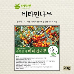 다농 비타민나무 씨앗 20g, 1개