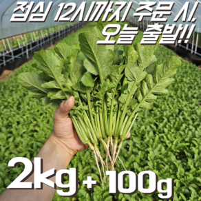 [꿀야채 어린열무] 물 좋은 철원 산지직송 어린열무, 1개, 어린열무 2kg