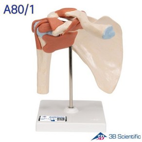 3B Scientific 인체모형 A80/1 고급형 어깨관절모형 견관절 관절과 인대