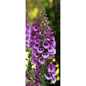 디기탈리스 달마시안 컬러선택 (꽃씨앗/10립) Digitalis Dalmatian F1, 퍼플, 1개