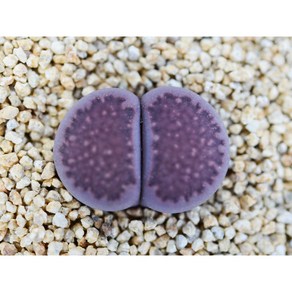 Lithops julii Red Violet 레드 바이올렛 씨앗 10립