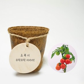 우드리 코코넛화분 식물 키우기 DIY 키트_방울토마토 교육 영상제공