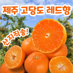 [산지직송] 초고당도 제주 레드향 새콤달콤 프리미엄 감귤, 1박스, 고당도 레드향 2kg (6~10과)