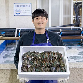 완도 직거래 활 전복 선물세트, 1kg 특대(8~9미), 1개