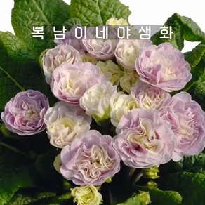 발레리나앵초 핑크샴페인 [1포트 복남이네야생화 모종 앵초 프리뮬라 pimula], 1개