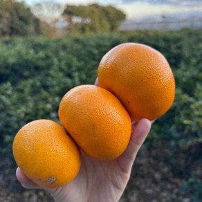 [제주산지직송] 가정용 천혜향 3kg 중과, 1박스