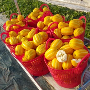 가정용 성주 꿀 참외 크기 당도선별 산지직송, 10kg (한입 참외), 1박스