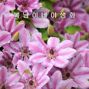 clematis 넬리모서 [1포트 복남이네야생화 모종 으아리 클레마티스], 1개