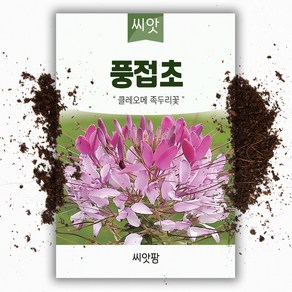 씨앗팜 야생화 꽃씨 풍접초 종자 씨앗 (100립) 백화채 양각채 족두리꽃 클레오메 한해살이 일년생, 1개