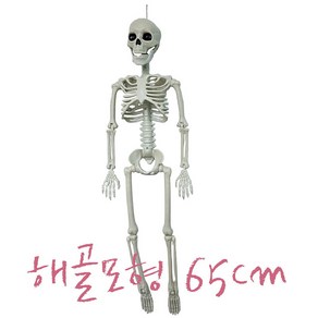 전신 인체뼈 해골 모형 65cm