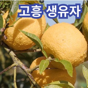 고흥 생유자 유자생과 햇 유자 생과 2kg 3kg 5kg 10kg, 1개, 10kg 대과