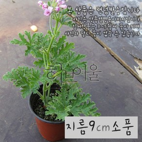 [허브여울센티드제라늄] 로즈제라늄(구문초) 지름 9~10cm 소품화분, 1개