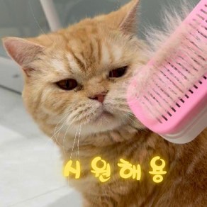 비다앤코 애완동물 고양이 강아지 원터치 브러쉬 마사지 빗