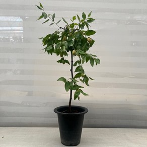 [다은꽃농원]토종대추나무 대추열매 외목대 키우기쉬운 실내공기정화식물 과실수 인테리어, 1개