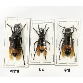 (Vespa topica) 트로피카열대말벌 [Q-17-1-57] 곤충표본, 20~30mm 내외, 1개