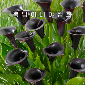 카라 아라비안나이트 [1포트 복남이네야생화 칼라꽃 calla], 1개