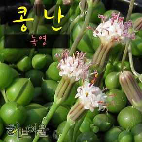 허브여울다육 콩난(녹영) 지름 9cm 소품화분, 1개