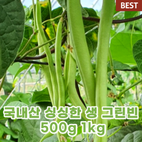 국산 국내산 생 그린빈스 그린빈 1kg 500g 신선한 껍질채 먹는 콩 껍질 콩 그린빈 줄콩 롱빈 프린치 빈 스트링 빈 그린빈 줄기 콩, 1개