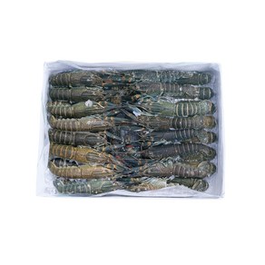 낚시미끼 바다낚시 대물낚시 감성돔 참돔 돌돔 베스 미끼 민물가재미끼 800g 1kg, 1개, [에콰]1kg 민물가재미끼 25/32미