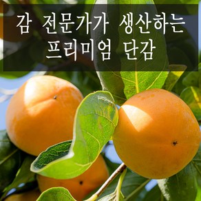 농장에서바로 고당도 제철 경남 햇 단감, 1개, 10kg 50과 못난이 단감