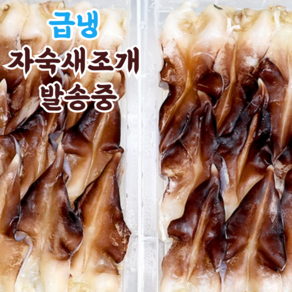 당일손질 자연산 여수 새조개 2kg 실중량 500g 내외