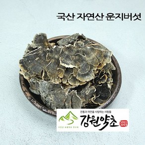 운지버섯 600g 운지버섯차 구름버섯 자연에서 채취한 운지버섯, 1개