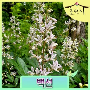 [초선지] 백선꽃 6치포트 봉황삼 봉삼 백양선 gas plant
