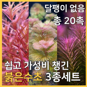 [수초농부] 검역 쉬운 가성비 붉은수초 3종세트 달팽이 없음 총 20촉 ( 레드카붐바 / 로탈라 왈리키 / 블러드레드 ), 1세트
