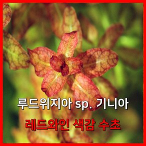 [수초농부] 루드위지아 sp. 기니아 레드와인 색감 수초, 5개