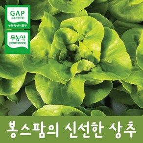 유럽 샐러드 상추 1kg 아쿠아포닉스 무농약 유기농 모듬유럽 상추 샐러드상추 쌈채소 다이어트상추 농장직송, 1개