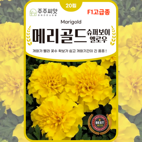 [주주씨앗] F1교배종 메리골드 슈퍼보이옐로 20립 노란색 마리골드 꽃씨 꽃씨앗 종자 씨 몰, 1개