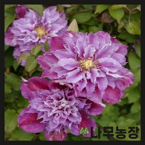 (나무농장) 클레마티스(크레마티스) 핑크패션 10cm 포트, 1개, 화분