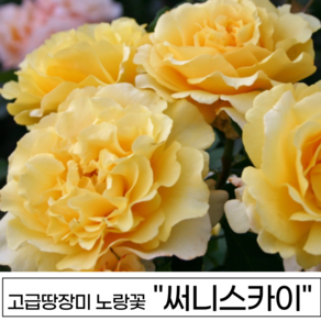 장미나무 3년생 1-2지 독일장미 사계장미 땅장미 정원장미, 1개, 써니스카이