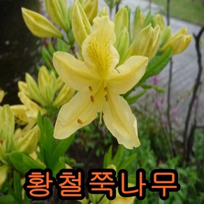 노랑철쭉(황철쭉)키60cm 3그루 나무 묘목 철쭉나무 묘목판매, 3개