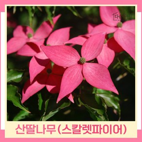 산딸나무 묘목 미꽃산딸 스칼렛파이어 R4cm 개화주(분) 1개