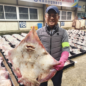 흑산도 국산 목포 삭힌 홍어 회 산지직송 애 삼합, 흑산도 홍어 1kg(+홍어애 증정, 중간 삭힘), 1개