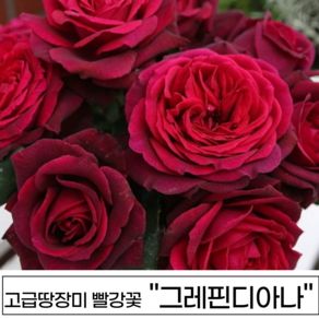 장미나무 3년생 1-2지 독일장미 사계장미 땅장미 정원장미, 1개, 그레핀디아나