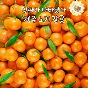 탐나는것들 천상의 상큼함 제주 햇 노지감귤 첫 출하, 1박스, 10kg 소과(2S/S)