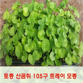 토종곰취 105구 트레이 모종 = (한판) 판매, 1개