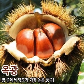 유실수 묘목/밤나무 [옥광] 접목1년생 중묘-5주묶음 CH270
